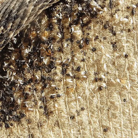 Bed bugs in a mattress seam