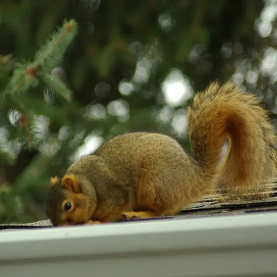 Squirrel on a house roof gutter