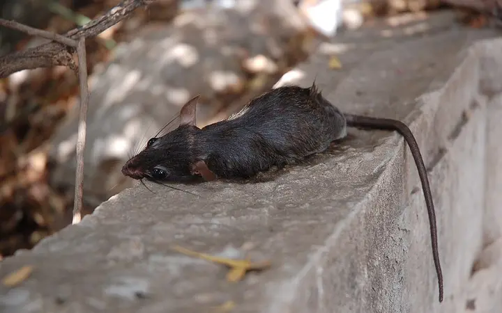 Rats